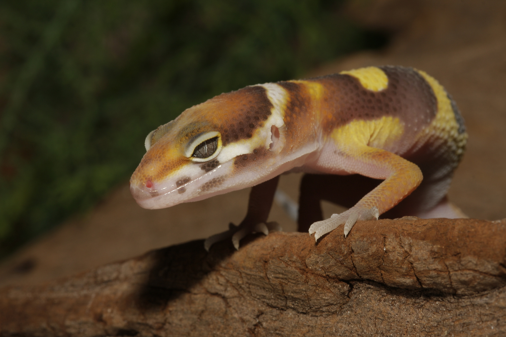 jeune Gecko