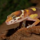 jeune Gecko