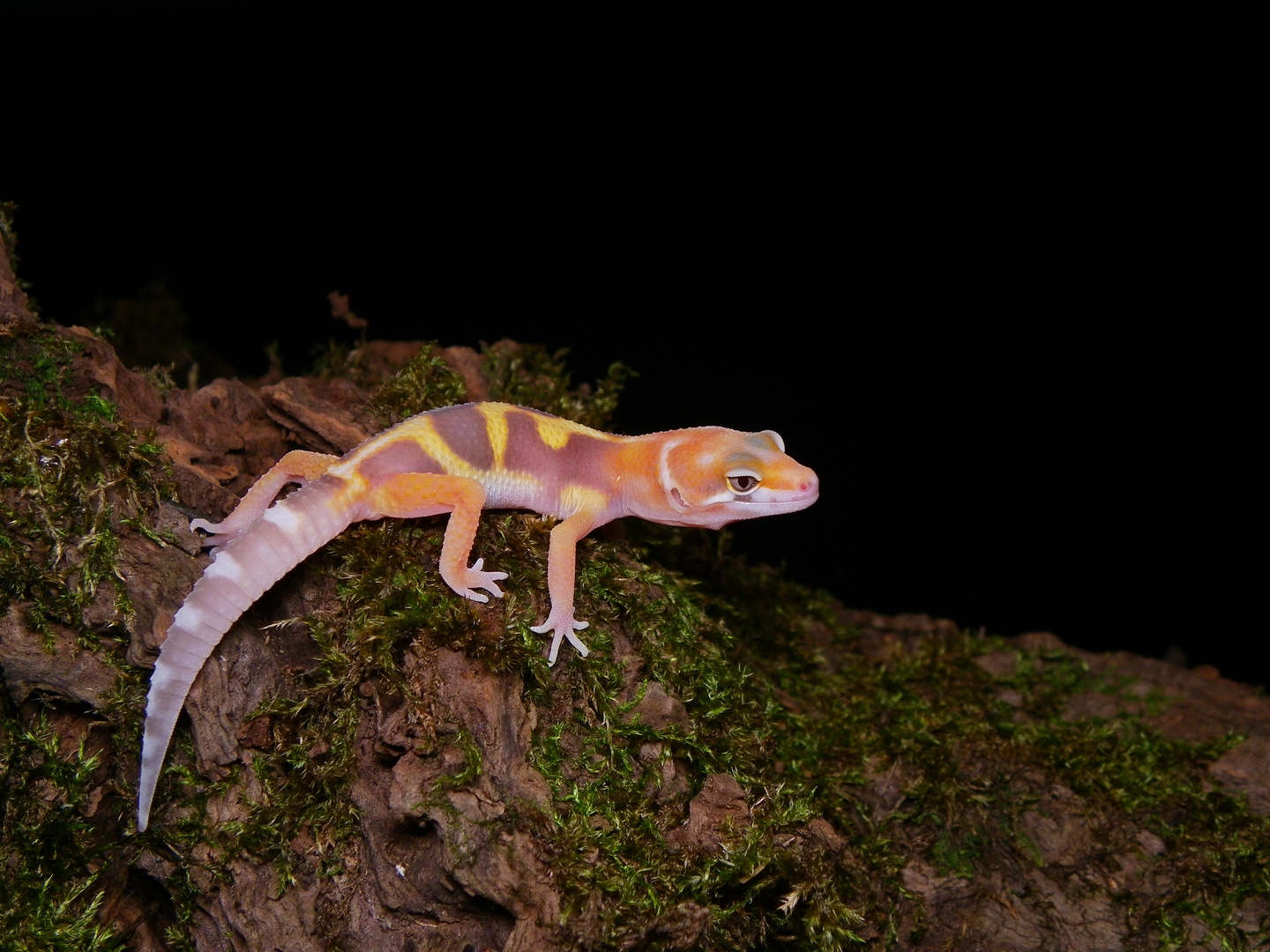 jeune gecko léopard