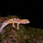 jeune gecko léopard