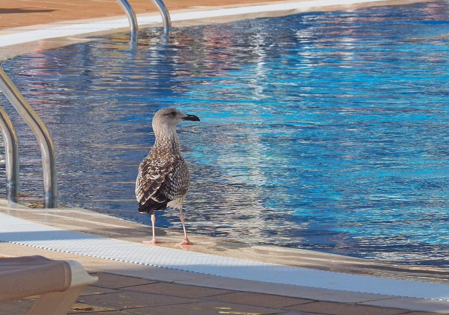 Jeune goéland en visite à la piscine