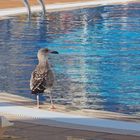 Jeune goéland en visite à la piscine