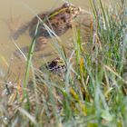 Jeune grenouille et sa mère au bain