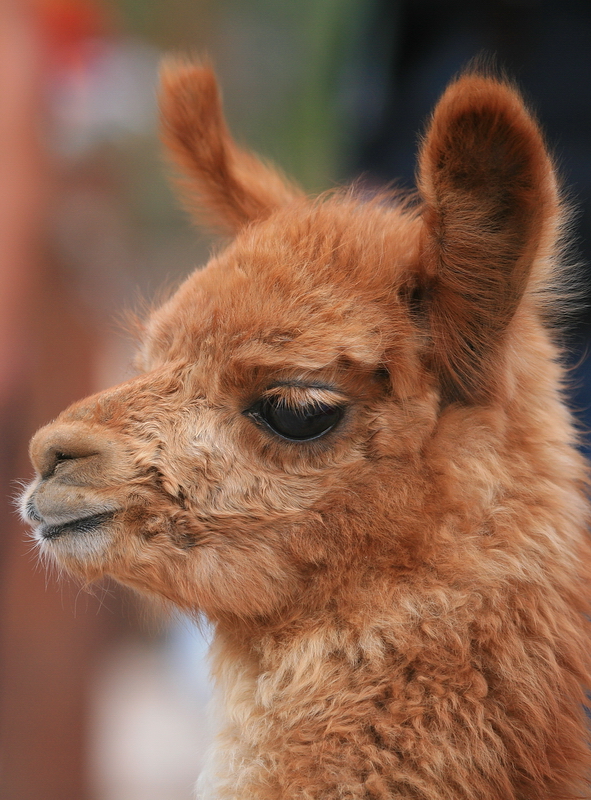 Jeune Guanaco...