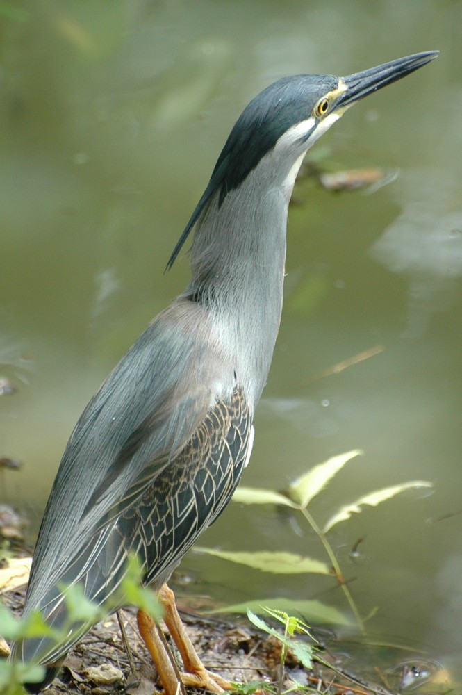 Jeune Héron cendré au lac Rose ( Sénégal)