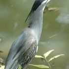 Jeune Héron cendré au lac Rose ( Sénégal)