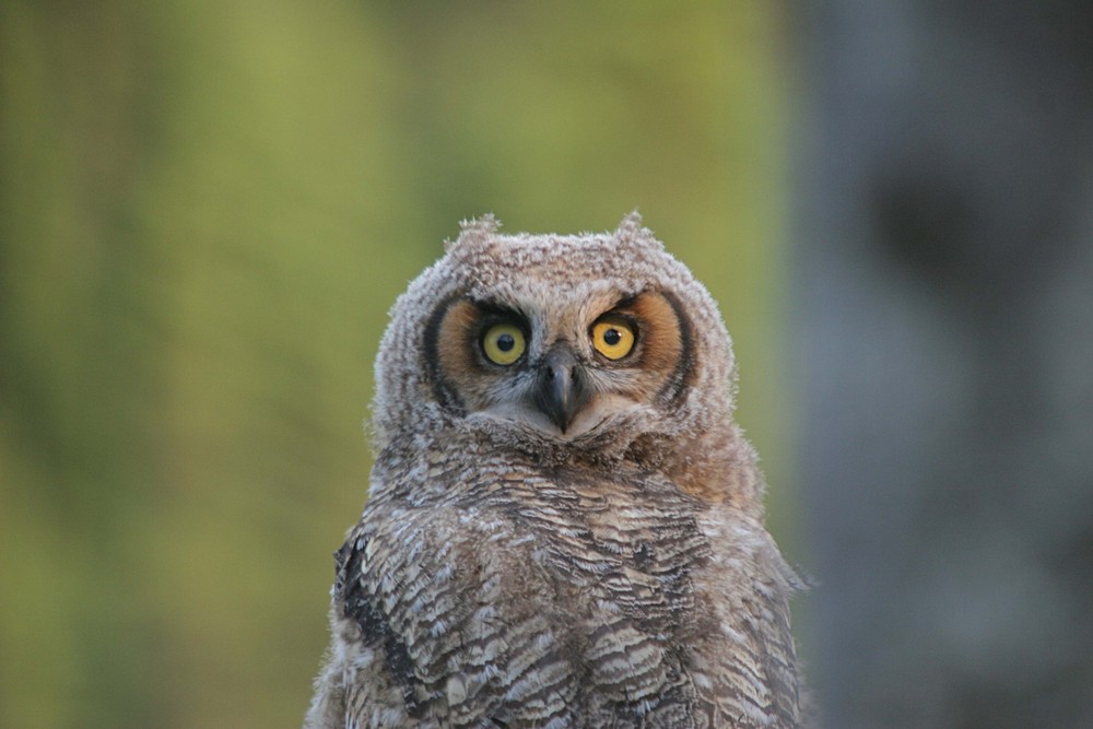 Jeune hibou.