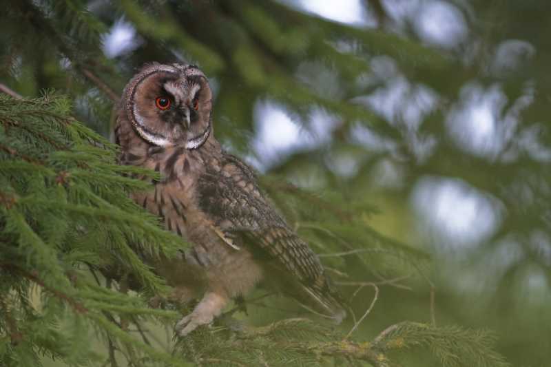 jeune hibou moyen duc 01