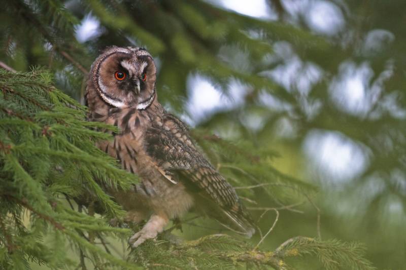 jeune hibou moyen duc de arnaud becard 