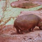 Jeune hippopotame au zoo de Bamako