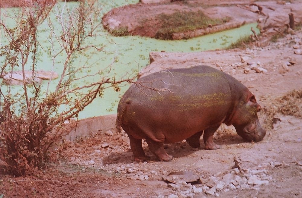 Jeune hippopotame au zoo de Bamako