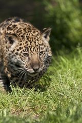 Jeune Jaguar