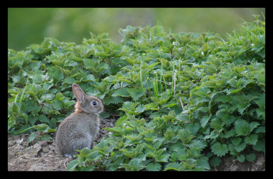 Jeune lapin