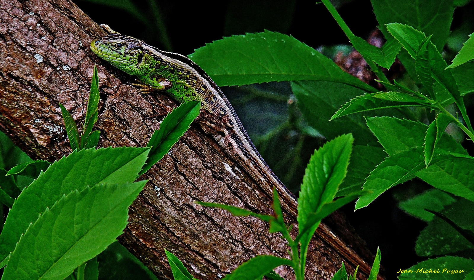 jeune lézard