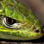 Jeune lézard vert, portrait serré