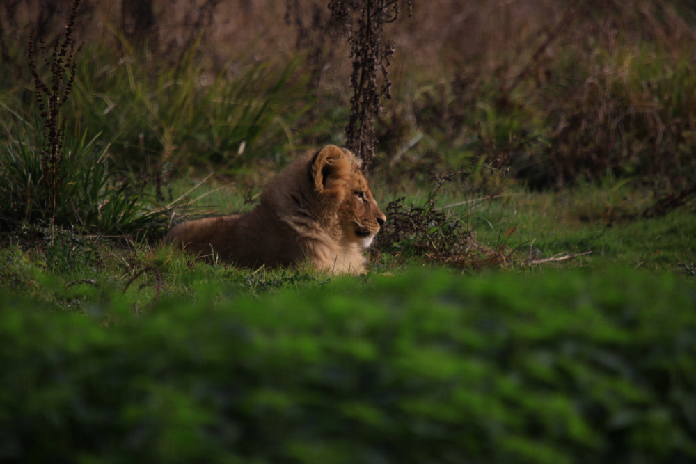 Jeune Lion