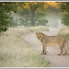 Jeune lion a l'aube, Namibie