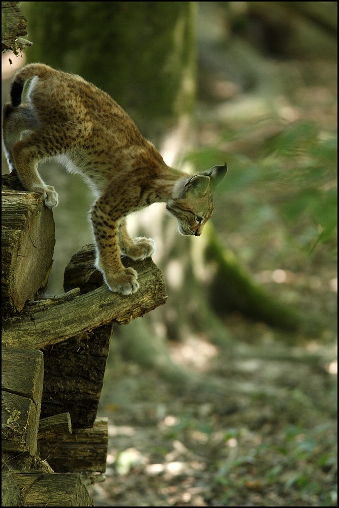 Jeune Lynx