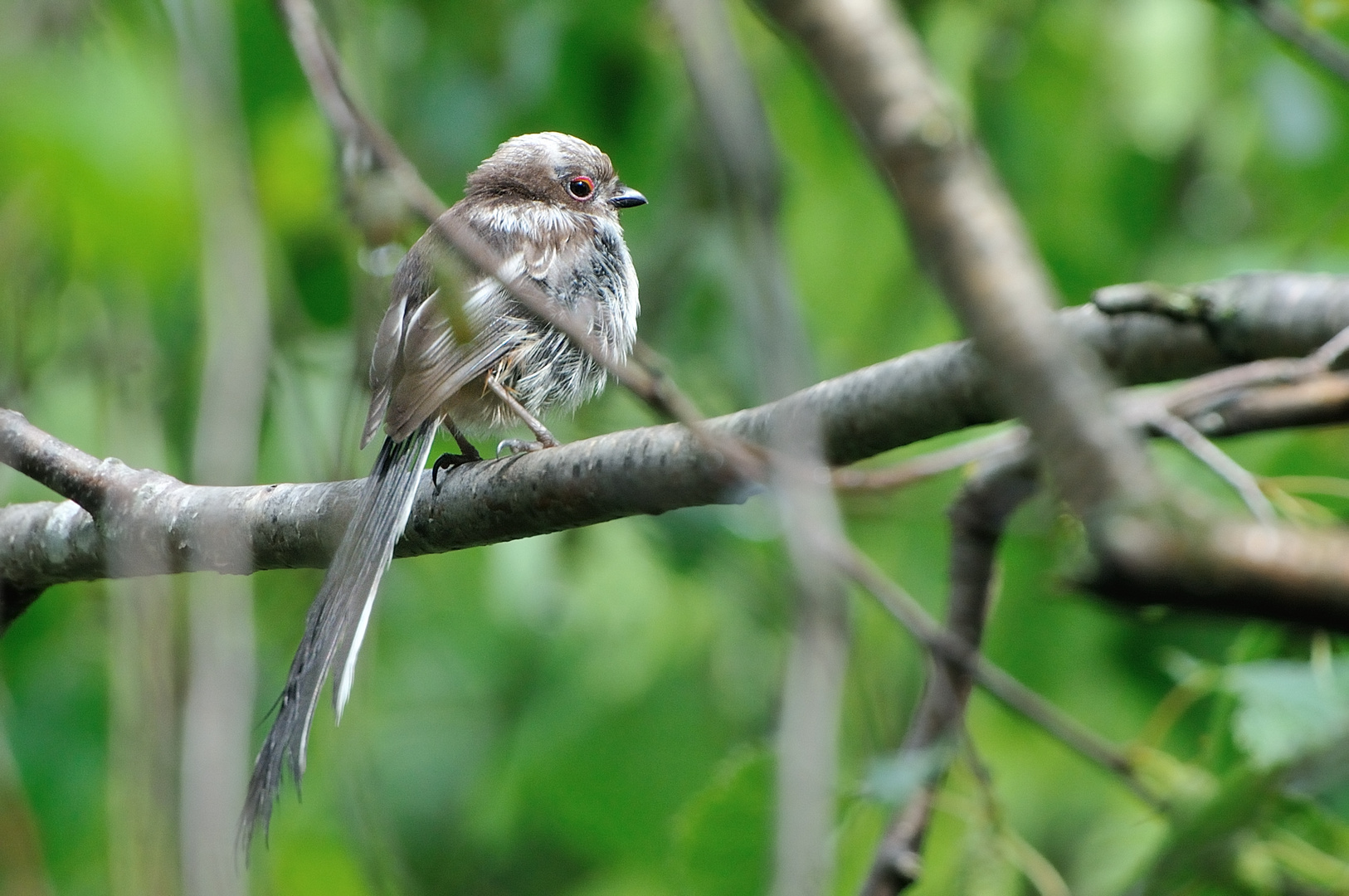 Jeune mésange à longue queue