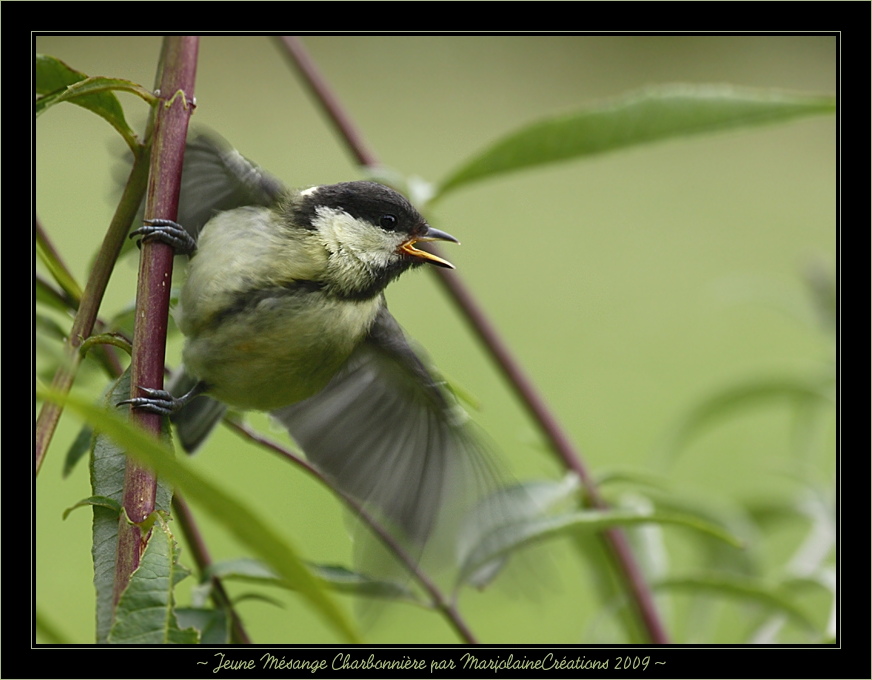 ~ Jeune Mésange Charbonnière ~