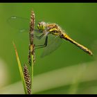 Jeune mâle de sympetrum noir.