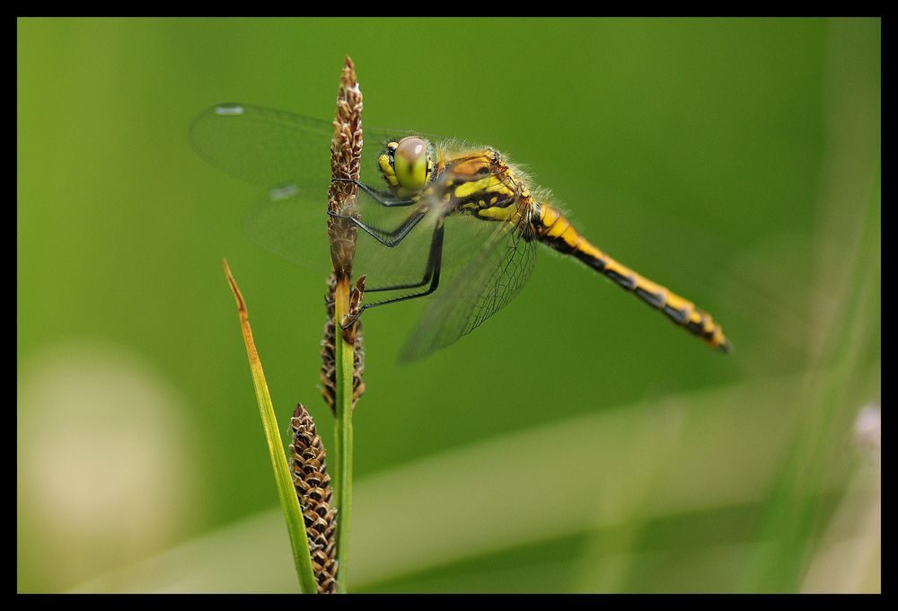 Jeune mâle de sympetrum noir.