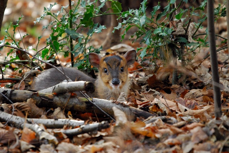 Jeune Muntjac