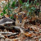 Jeune Muntjac