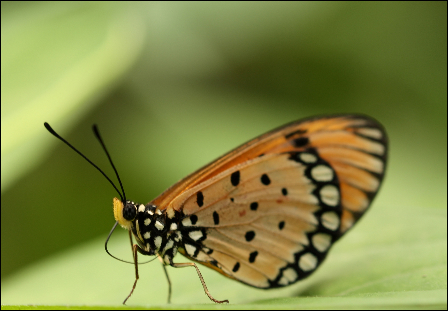 Jeune papillon