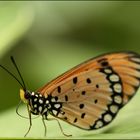 Jeune papillon