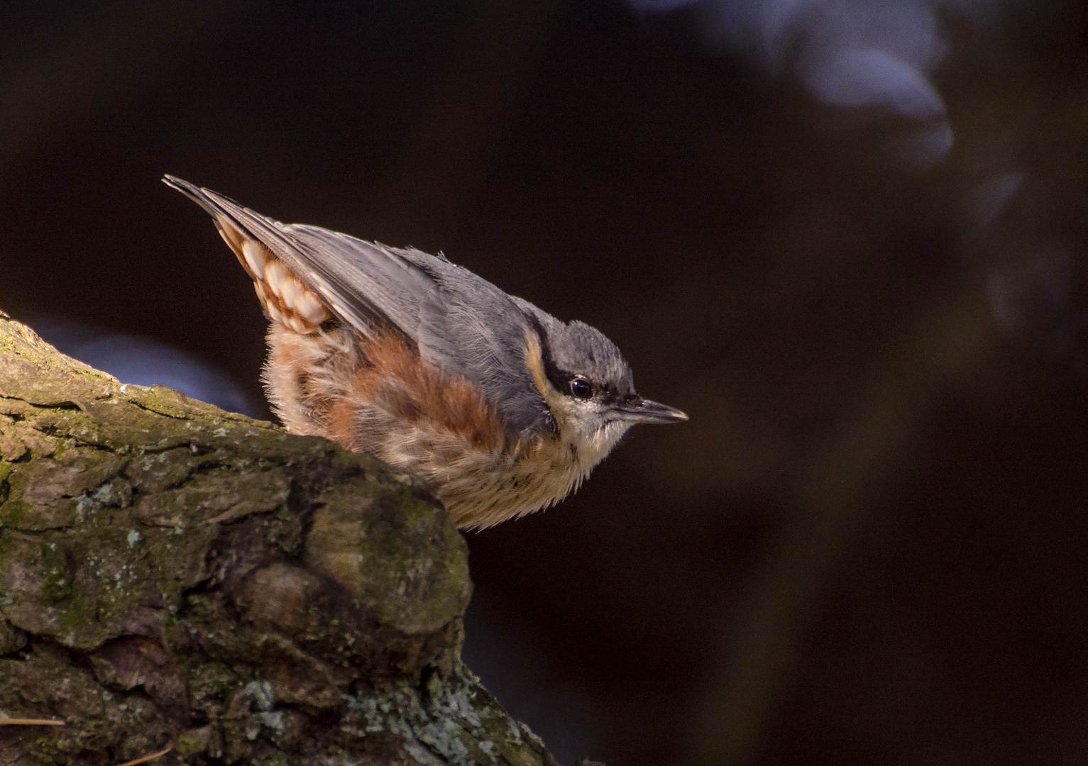 Jeune passereau (Sitta europaea, sitelle torchepot)