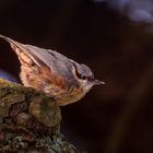 Jeune passereau (Sitta europaea, sitelle torchepot)