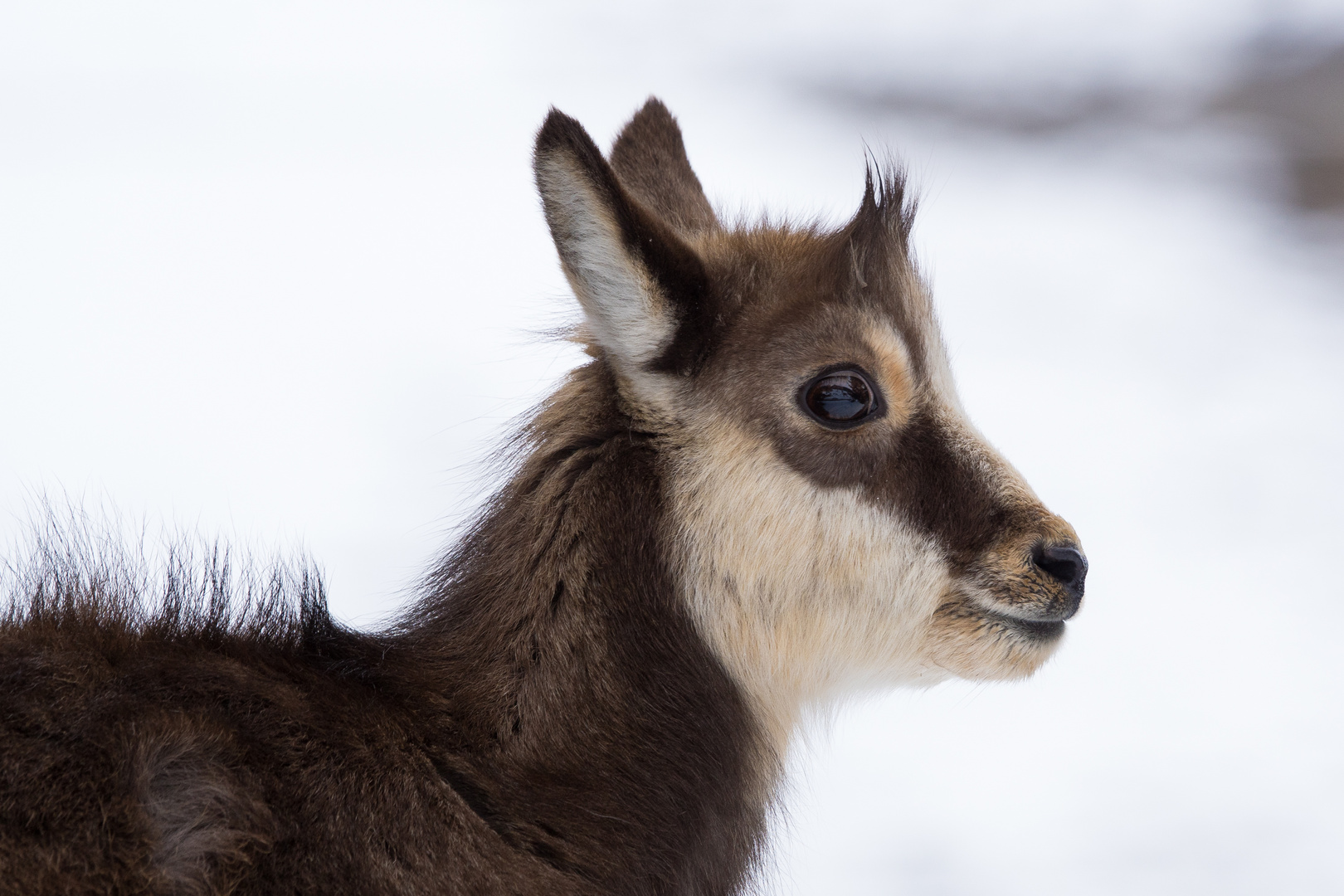 Jeune portrait d'hiver