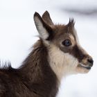 Jeune portrait d'hiver