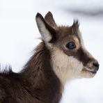 Jeune portrait d'hiver