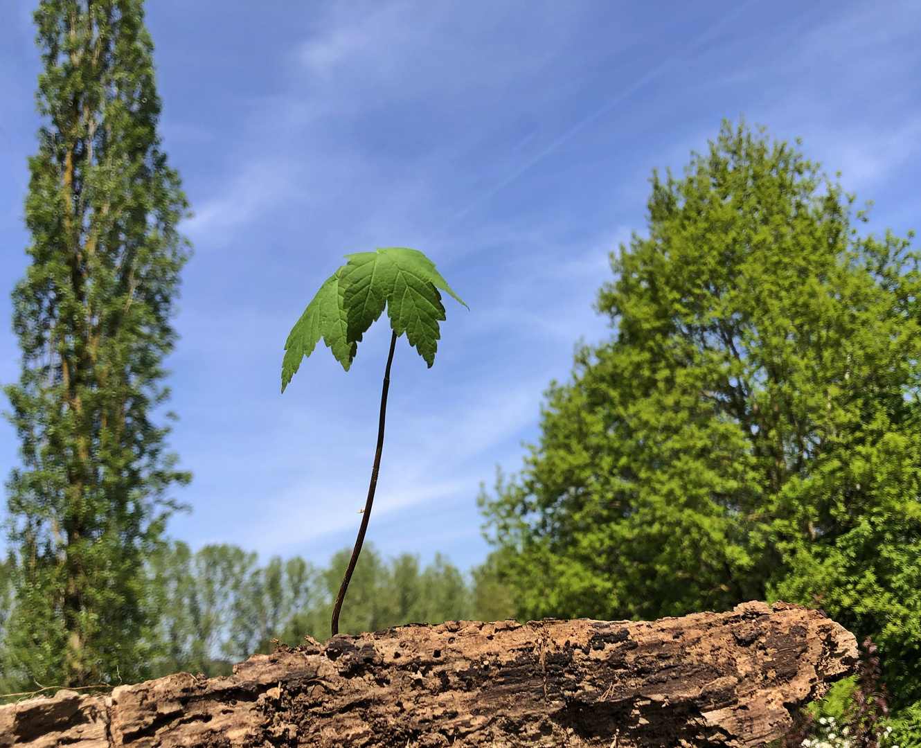 Jeune pousse photo et image arbres, nature Images