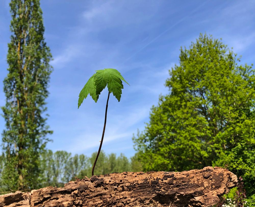 jeune pousse d arbre 5 lettres