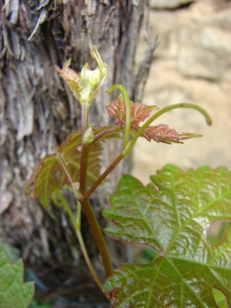 jeune pousse de vigne