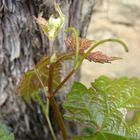 jeune pousse de vigne