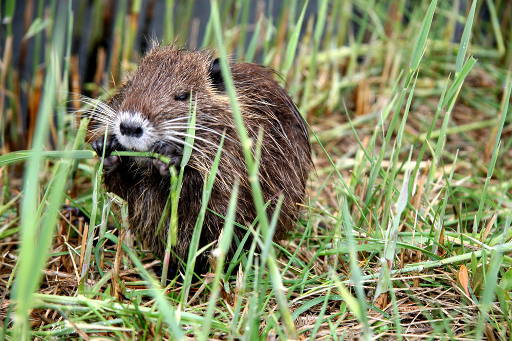 Jeune ragondin, Myocastor coypus