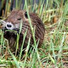 Jeune ragondin, Myocastor coypus