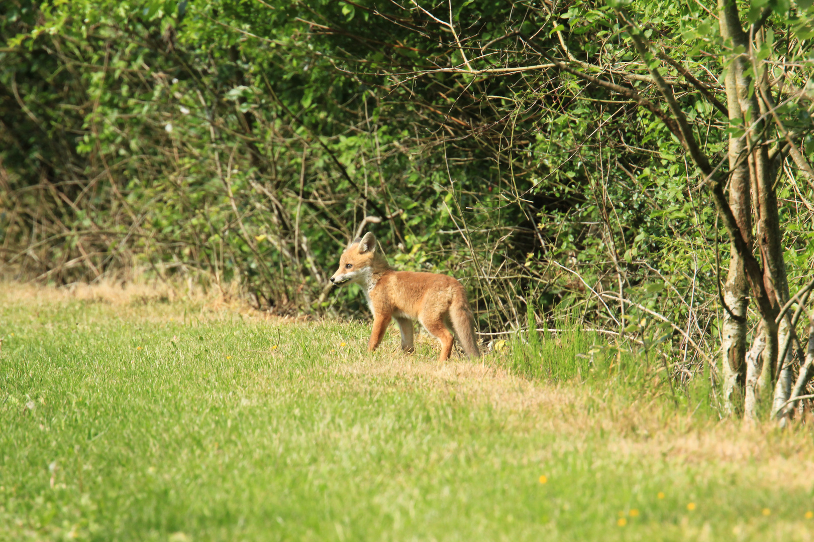 jeune renard