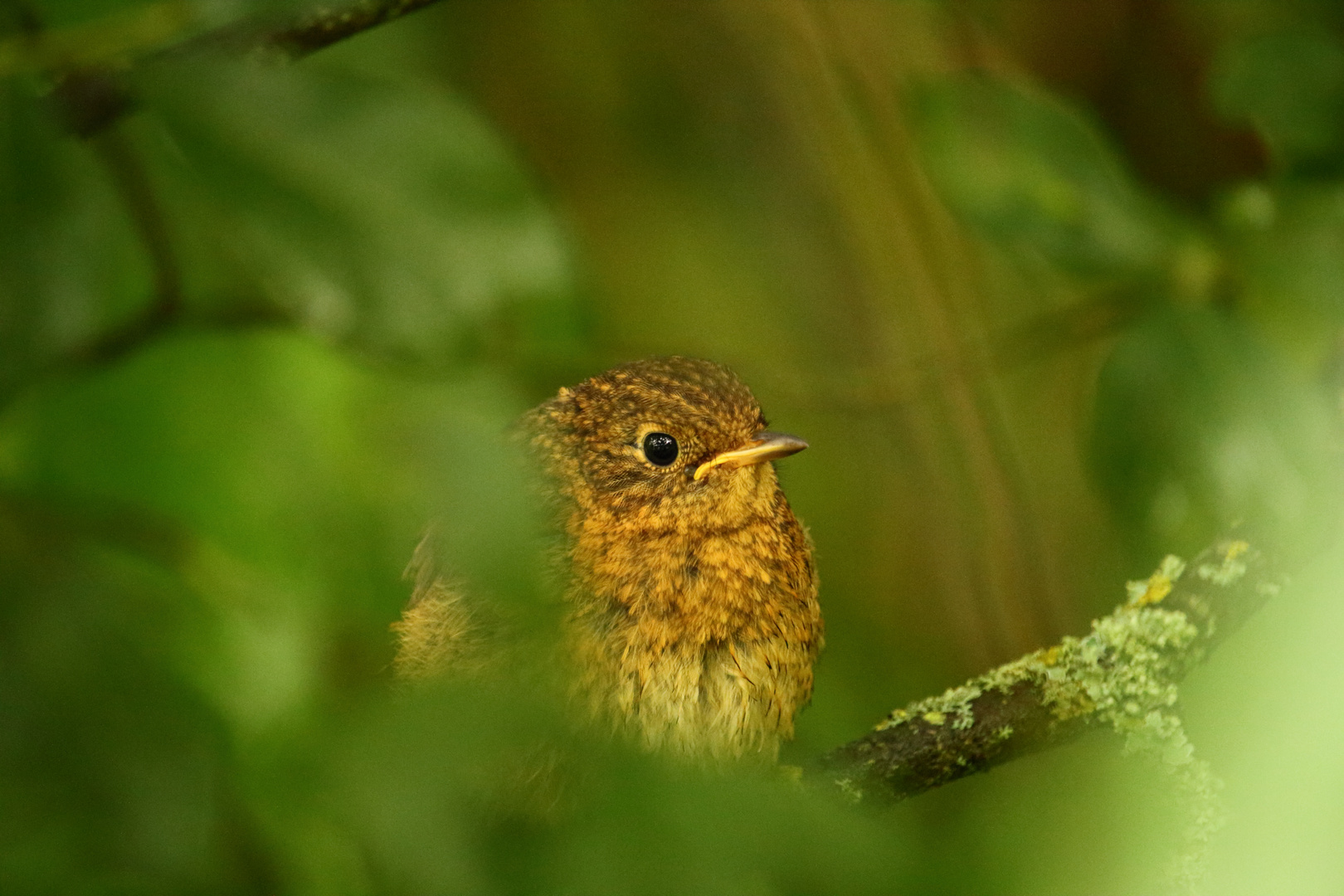 jeune rouge gorge