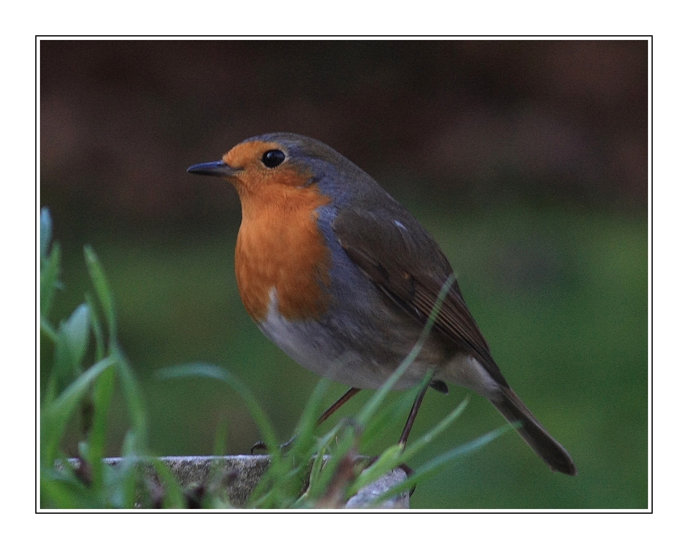 " Jeune rouge gorge "