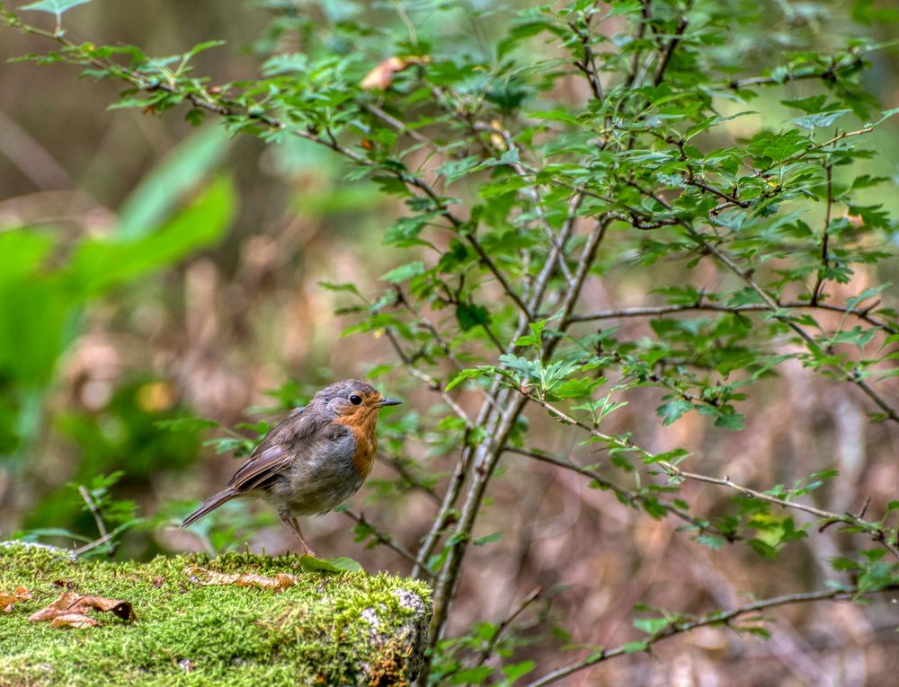 Jeune Rouge -Gorge