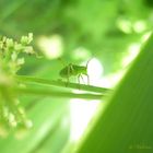 jeune sauterelle sous lumière tamisée