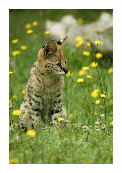 Jeune serval