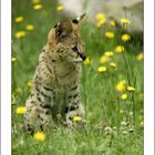 Jeune serval