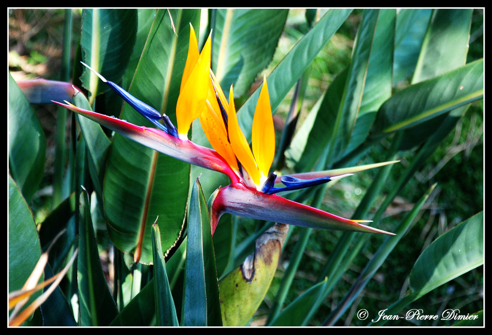 Jeune Strelitzia  ou  OISEAU DU PARADIS