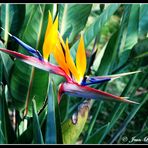 Jeune Strelitzia  ou  OISEAU DU PARADIS